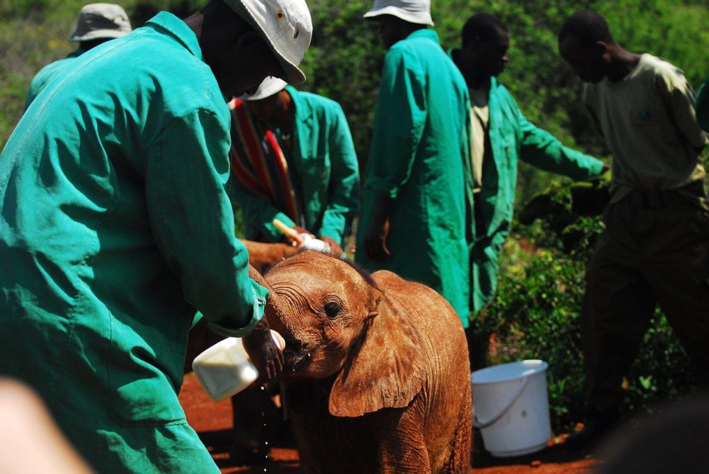Feeding baby elephant